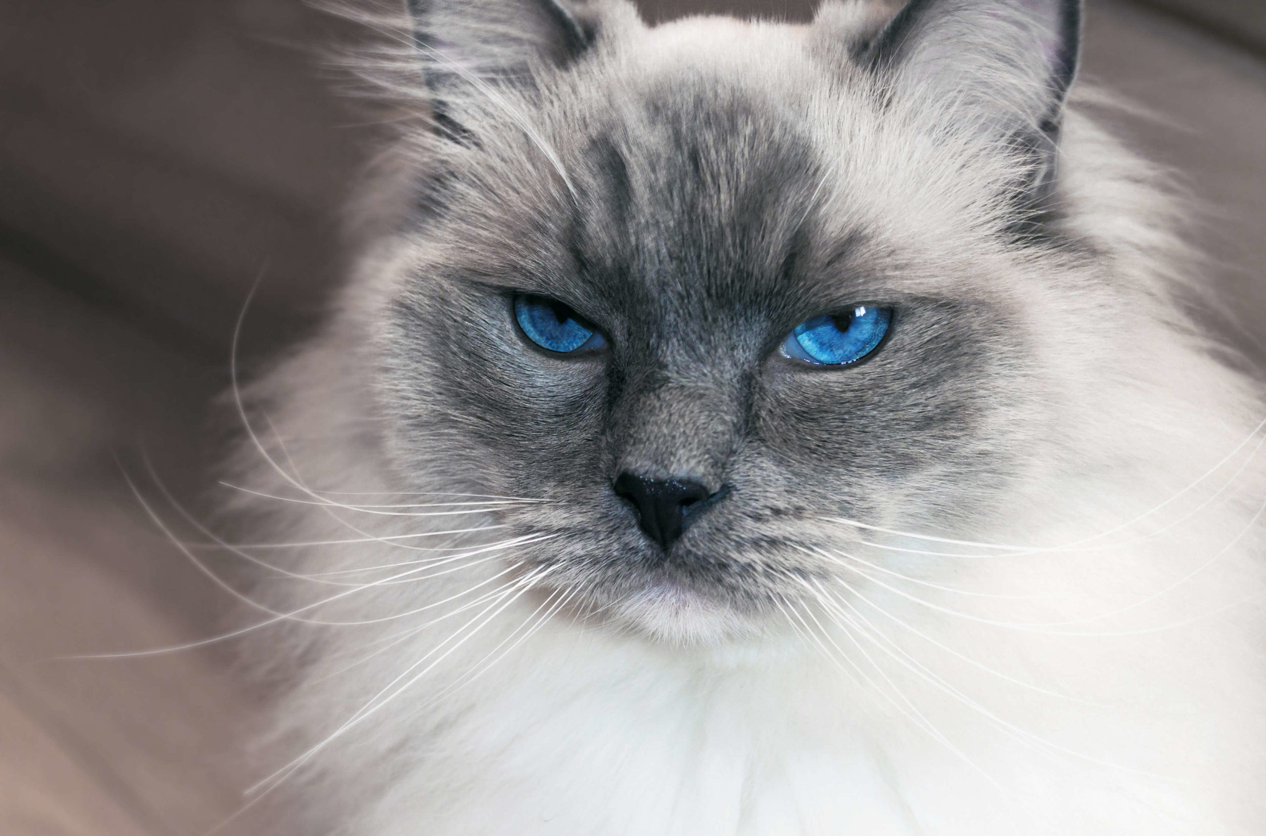 primo piano di gatto con occhi azzurri