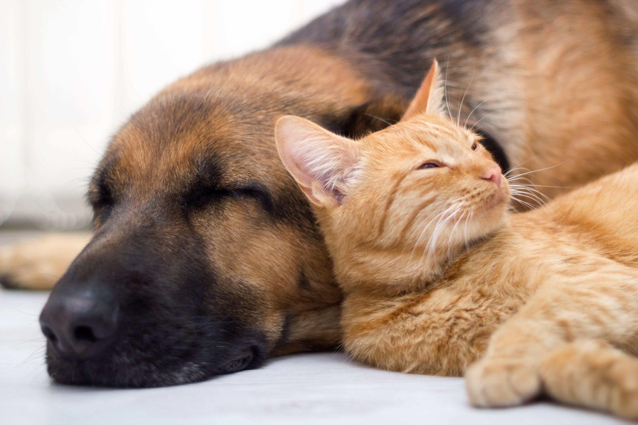 animali che dormono cane e gatto che si riposano