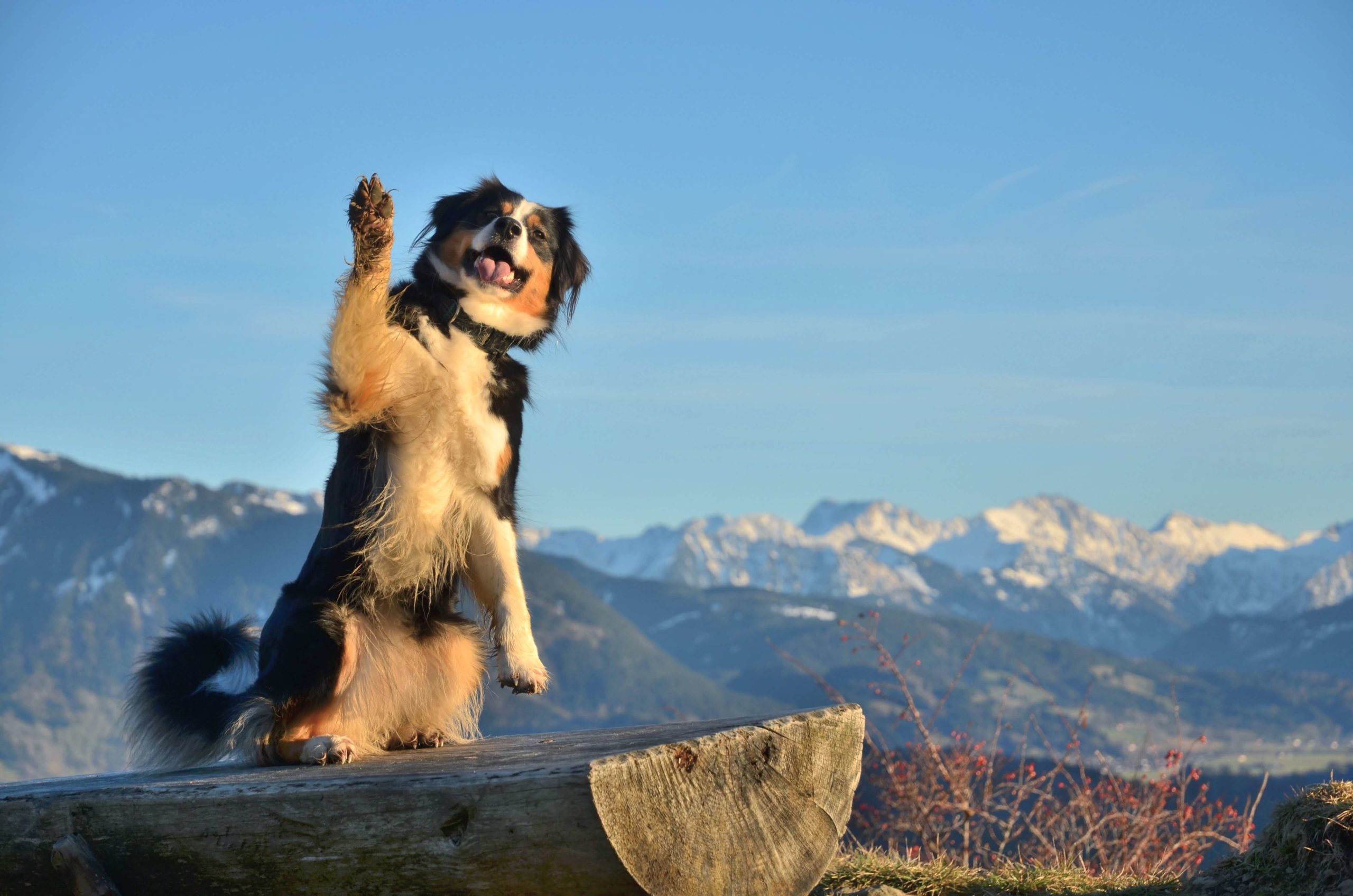 cane che alza la zampa