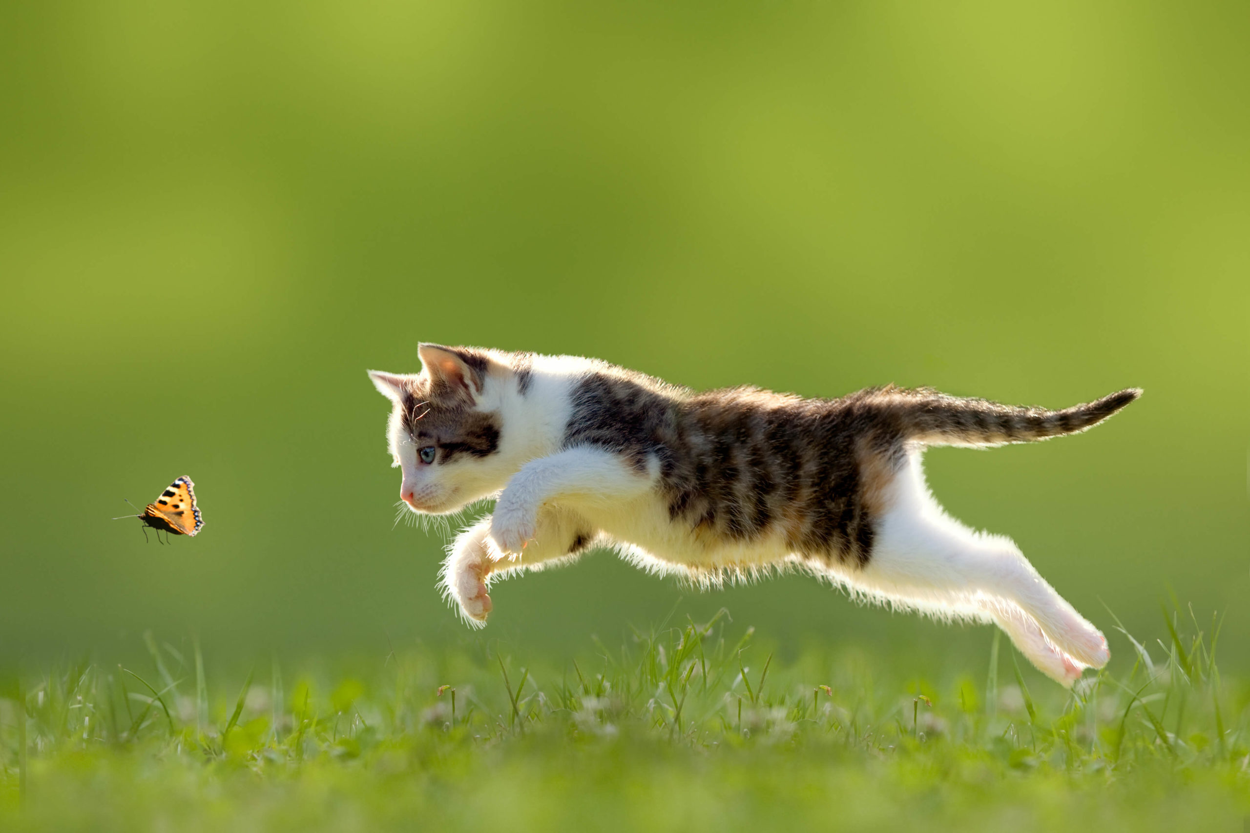 gatto salta mentre insegue una farfalla