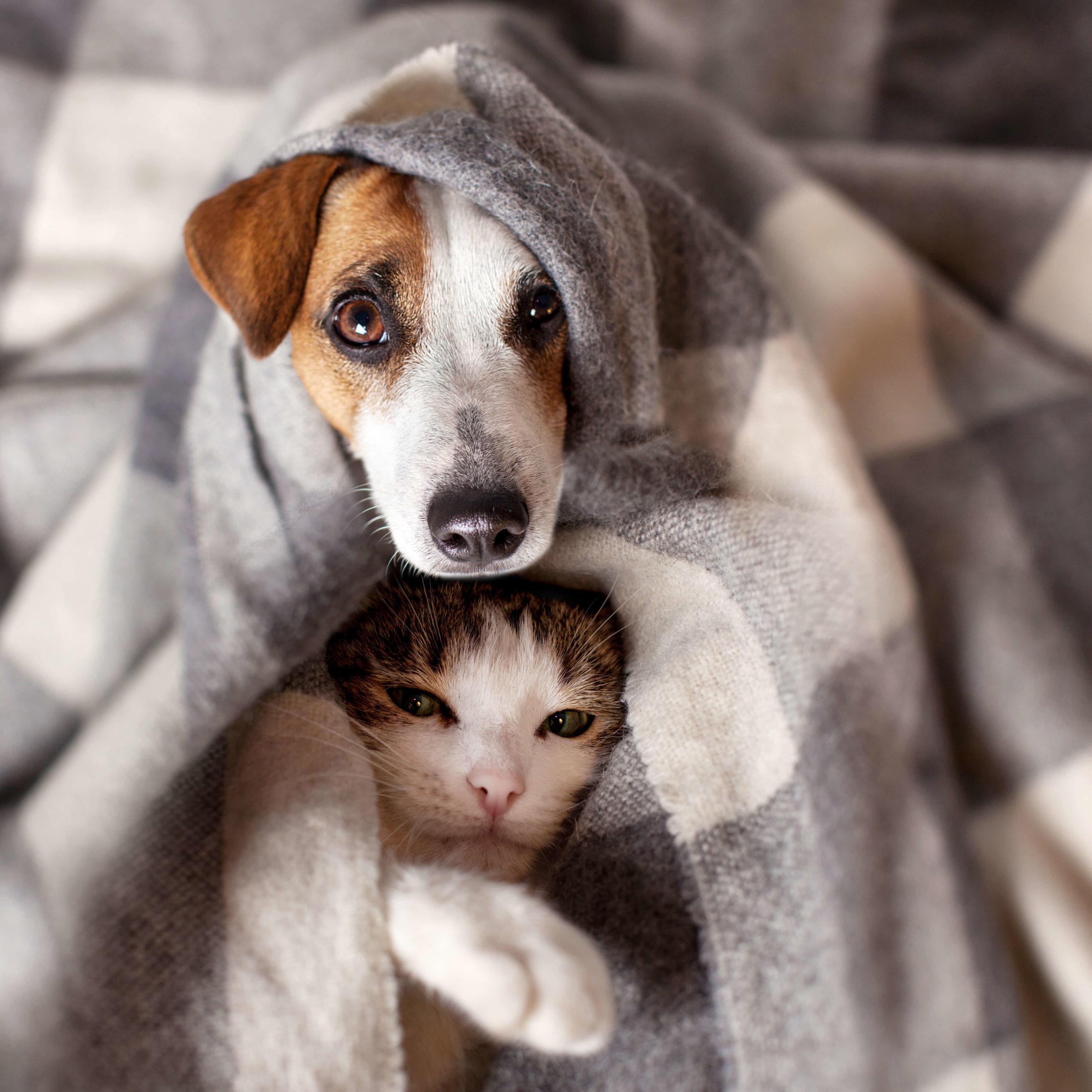 cane e gatto avvolti da una coperta