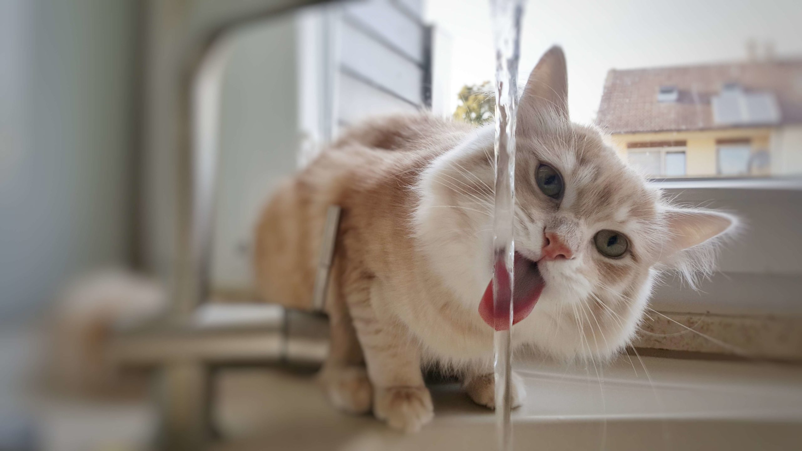 gatto che beve da un rubinetto