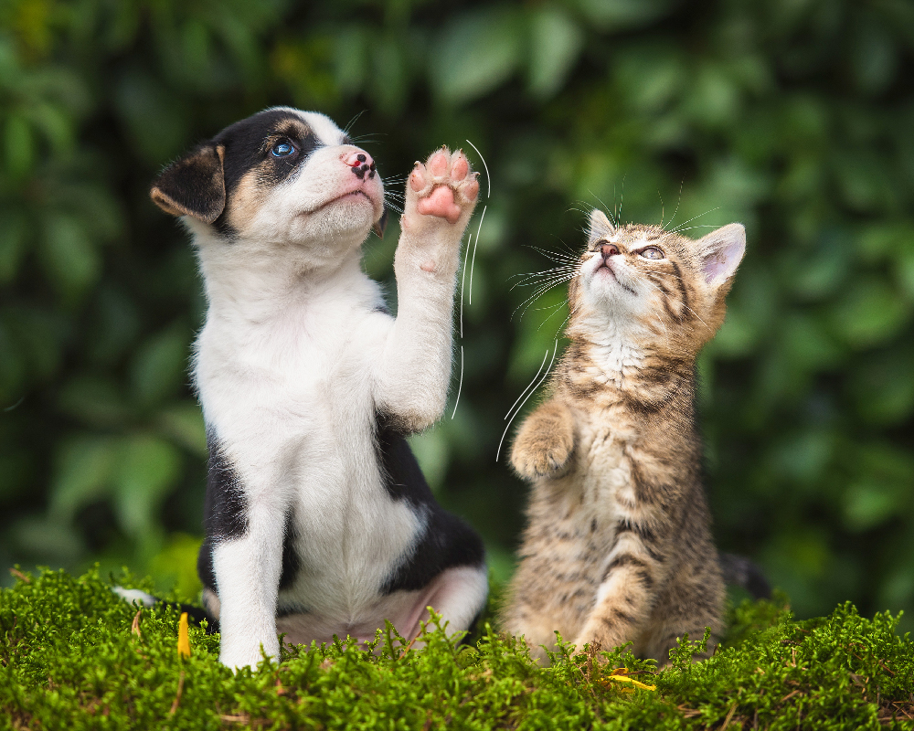 Articolina Forte compresse