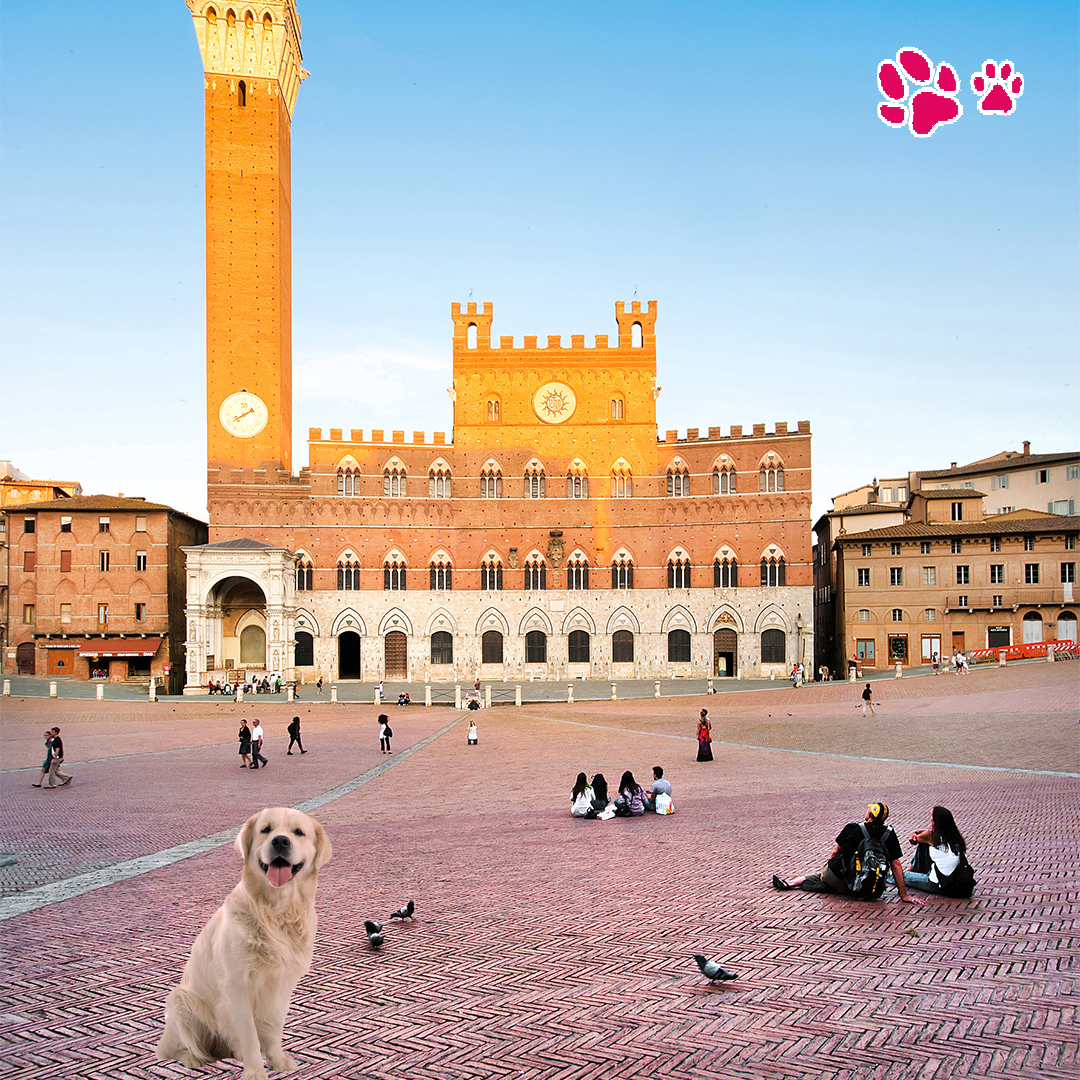 a siena col cane