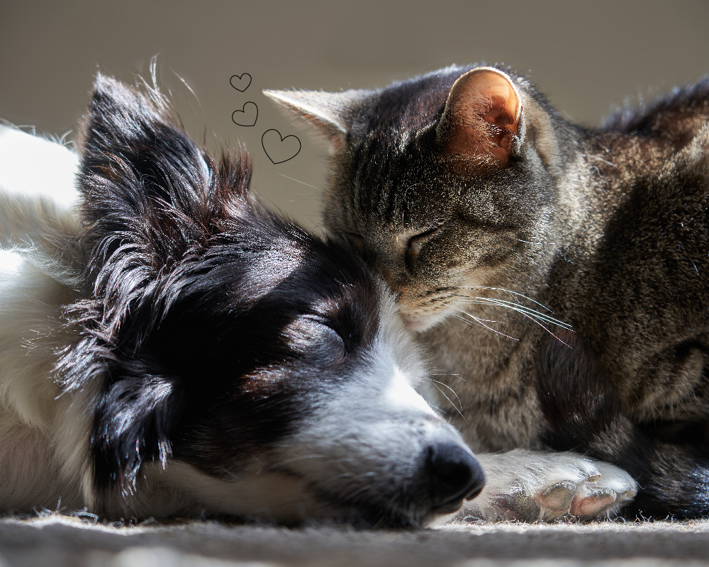 Riproduttina Blu flacone