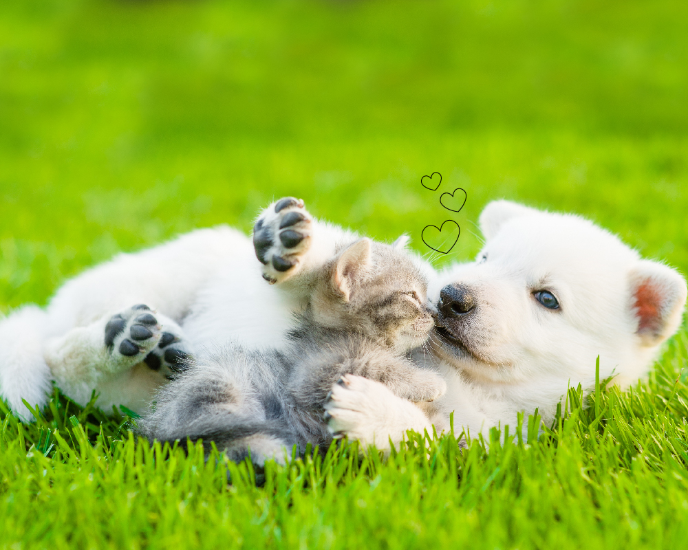 Strutturina compresse